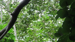 Hymenaea courbaril