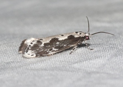 Ethmia semilugens