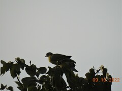 Treron phoenicopterus