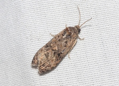 Endothenia hebesana