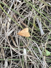 Pyraustinae