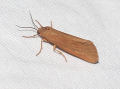 Virbia aurantiaca