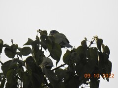 Treron phoenicopterus