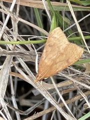 Pyraustinae
