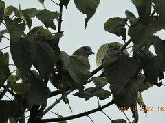 Treron phoenicopterus