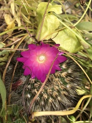 Eriosyce chilensis chilensis