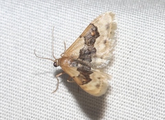 Idaea gemmata