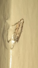 Hypatima