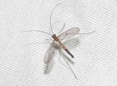 Macrocerinae