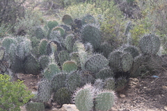 Opuntia stenopetala