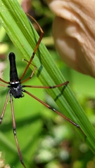 Nephila