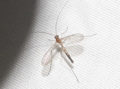 Macrocerinae