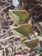 Pellaea bridgesii