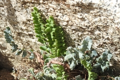 Pellaea bridgesii