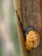 Coccinella