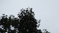 Hymenaea courbaril