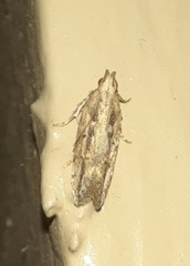 Hypatima