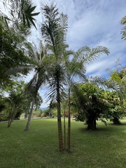Dypsis madagascariensis