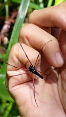 Nephila