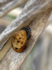 Coccinella