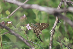 Urbanus proteus proteus