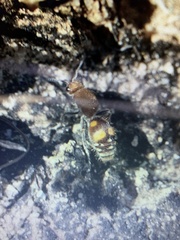 Dasymutilla quadriguttata