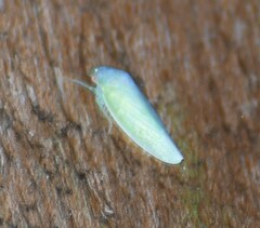 Gyponana