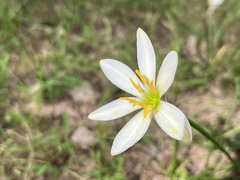 Zephyranthes candida