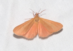 Virbia aurantiaca