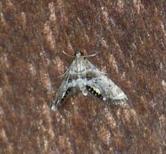 Petrophila fulicalis