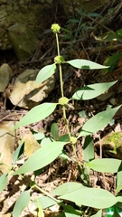 Hedyotis