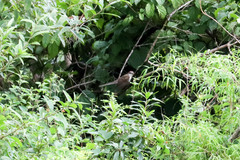 Coccyzus erythropthalmus