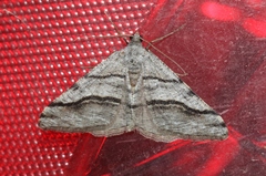 Digrammia continuata