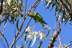 Glossopsitta concinna