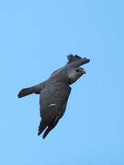 Accipiter soloensis