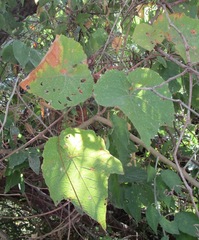 Vitis cinerea