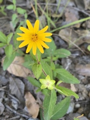 Melampodium montanum