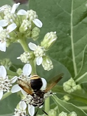 Hoplitimyia mutabilis