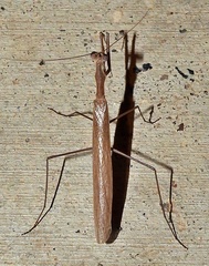 Oligonicella