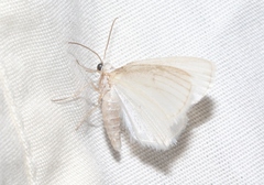 Lomographa vestaliata