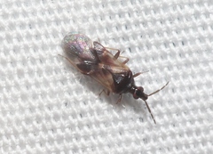 Anthocoridae