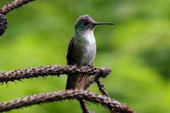 Saucerottia cyanocephala