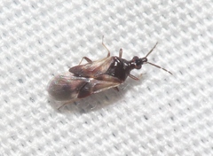 Anthocoridae