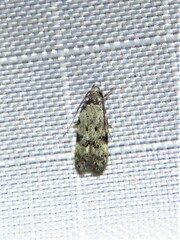 Taygete attributella