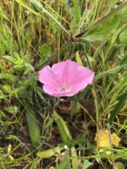 Convolvulus chilensis