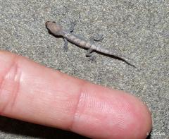 Gekkota