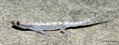 Gekkota