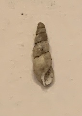 Opeas pyrgula