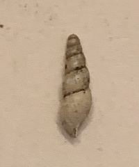 Opeas pyrgula