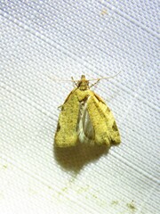 Clepsis virescana
